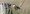 marsh_seedeater (1)