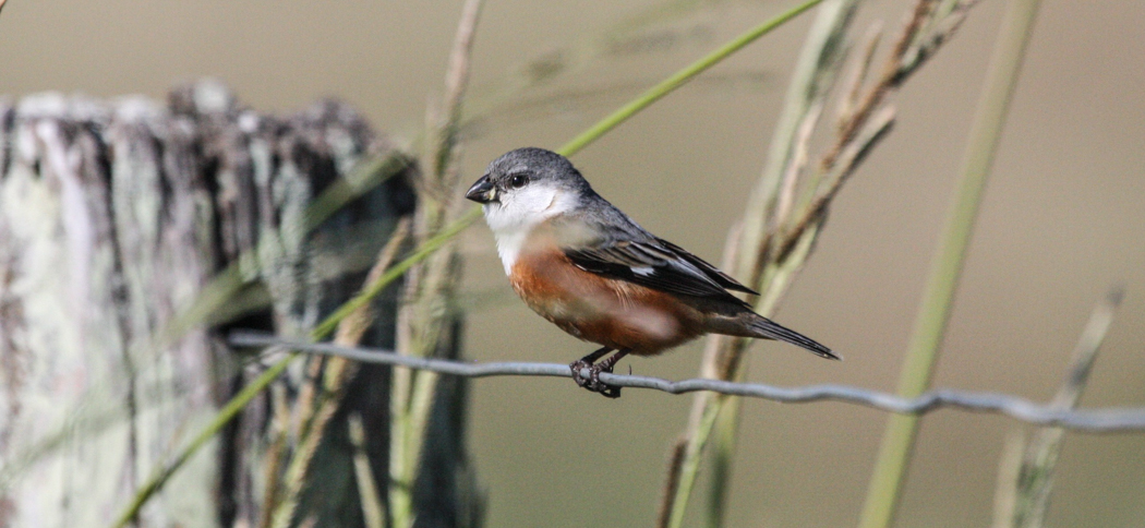 marsh_seedeater (1)