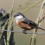 marsh_seedeater
