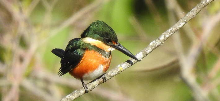 martin_pescador_enano_710x32720200729