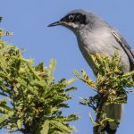 masked_gnatcatcher