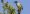 masked_gnatcatcher