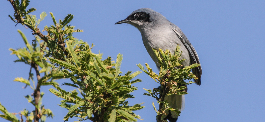 masked_gnatcatcher