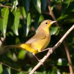 masked_yellowthroat_(female)