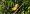 masked_yellowthroat_(female)
