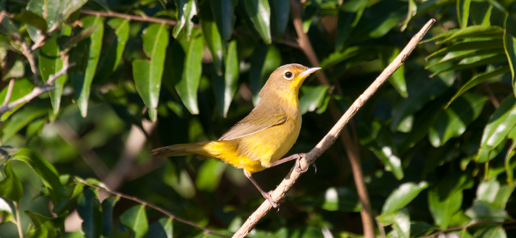 masked_yellowthroat_(female)