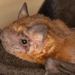 molossops_temminckii