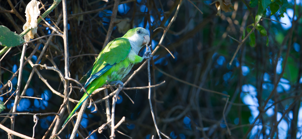 monk_parakeet