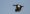 muscovy_duck