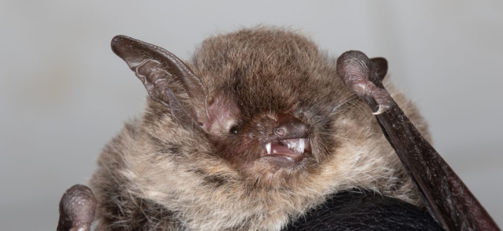 myotis_albescens