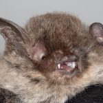 myotis_albescens