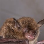 myotis_levis
