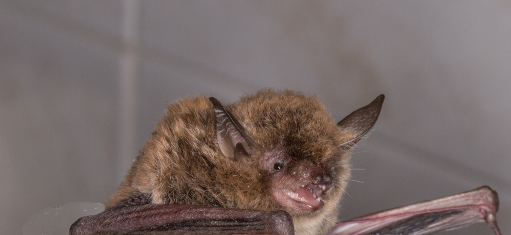 myotis_levis