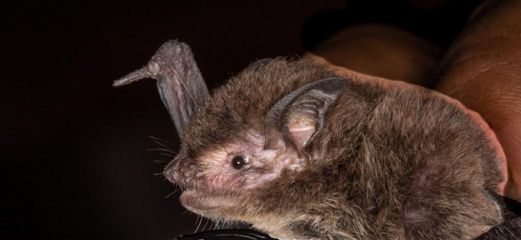 myotis_nigricans