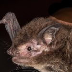 myotis_nigricans
