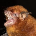 myotis_ruber20211216