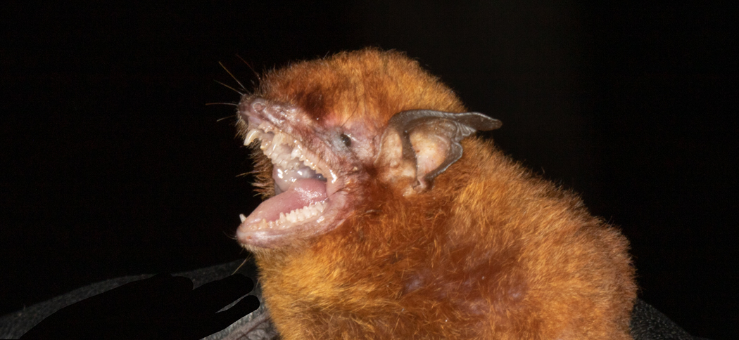 myotis_ruber20211216