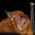 myotis_ruber_320x24020211216