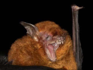 myotis_ruber_320x24020211216