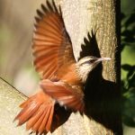 narrow-billed_woodcreeper