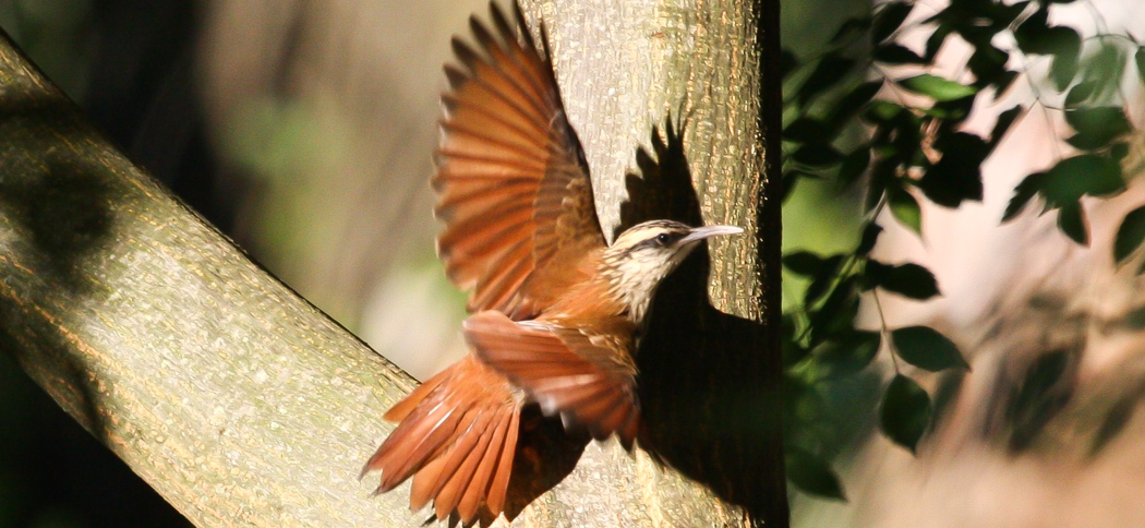 narrow-billed_woodcreeper