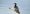 neotropical_cormorant