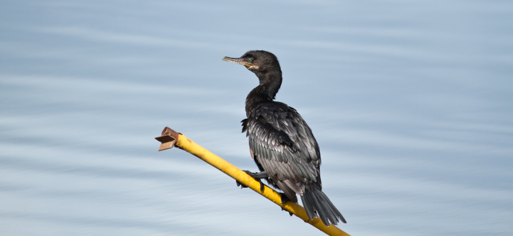 neotropical_cormorant
