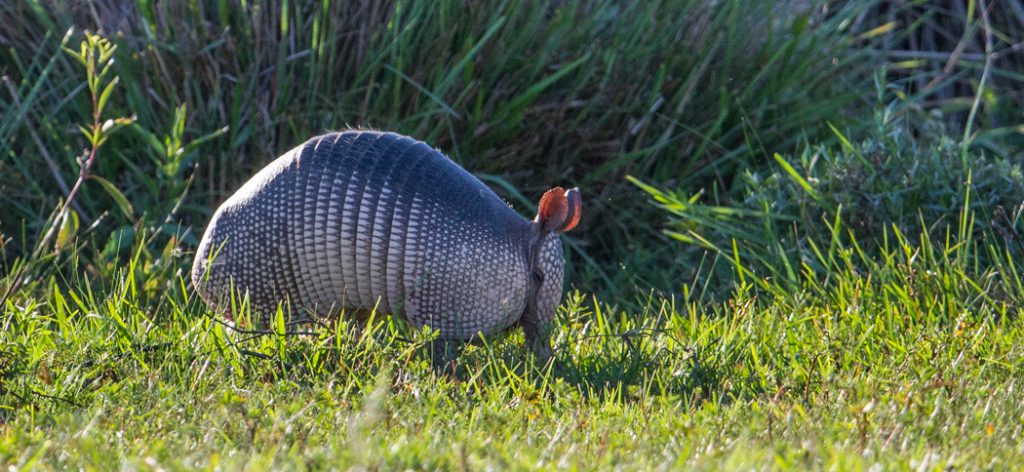 nine-banded_armadillo