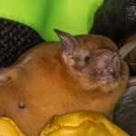 noctilio_albiventris