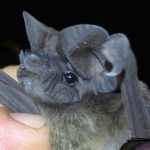 nyctinomops_laticaudatis