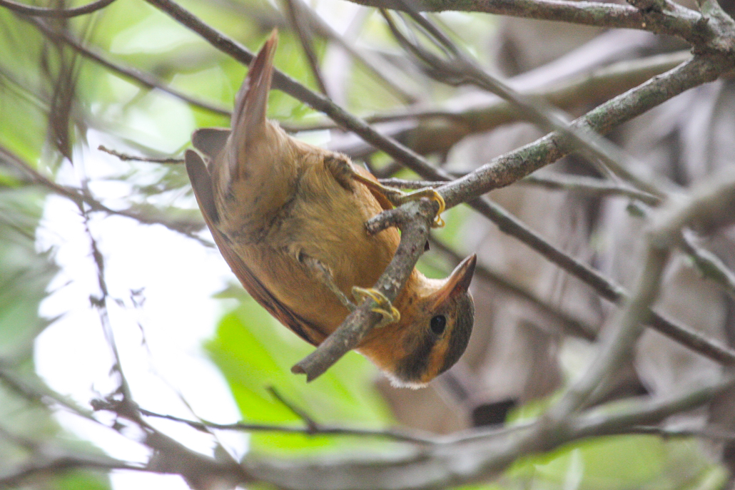 ochre-breasted_foliage_gleaner