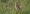 ochre-breasted_pipit (1)