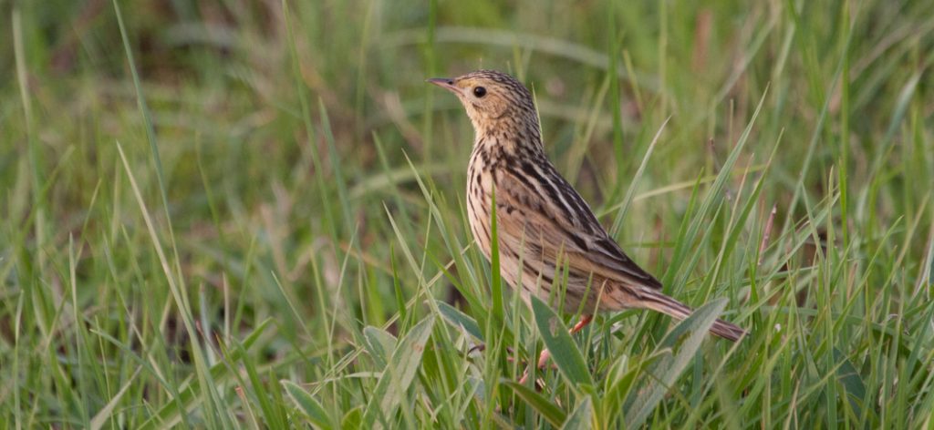 ochre-breasted_pipit
