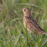 ochre-breasted_pipit