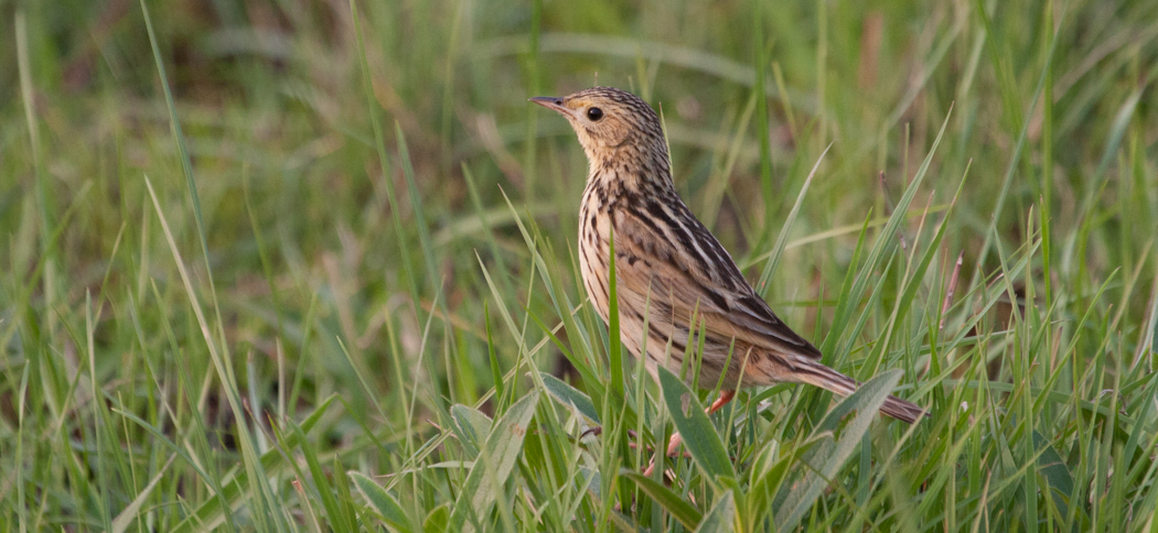 ochre-breasted_pipit