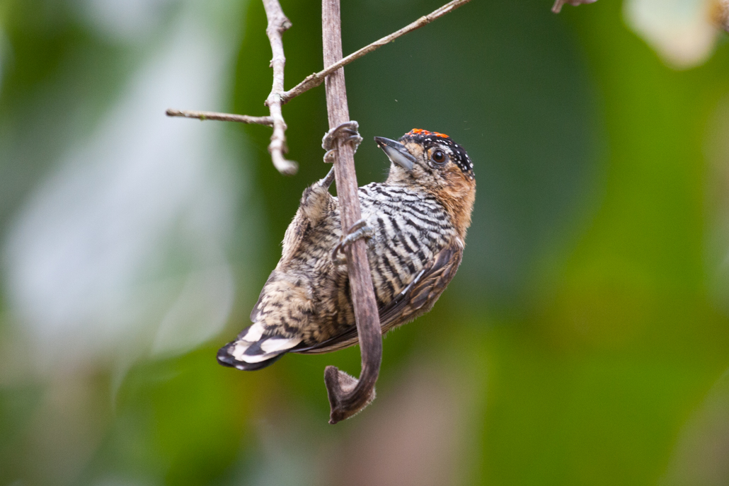 ochre-collared_piculet