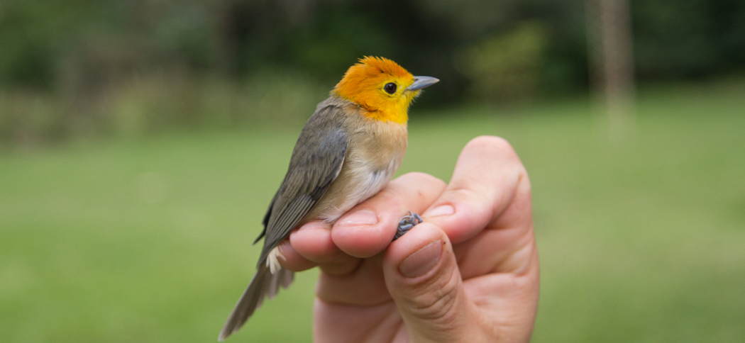 orange-headed_tanager