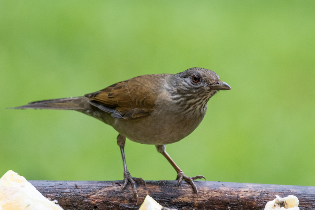 pale-bellied_thrush