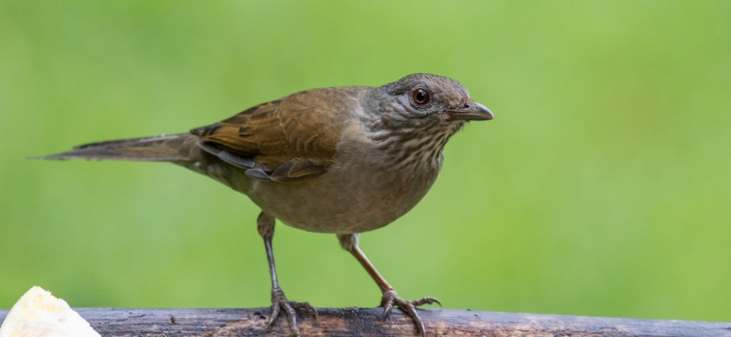 pale-breasted_thrush