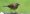 pale-breasted_thrush