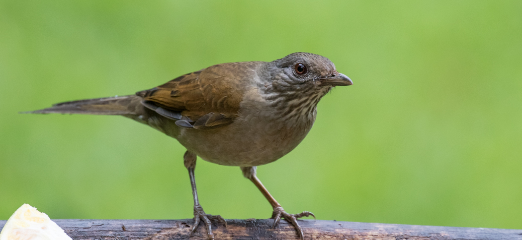 pale-breasted_thrush