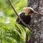 pale-crested_woodpecker