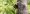 pale-crested_woodpecker