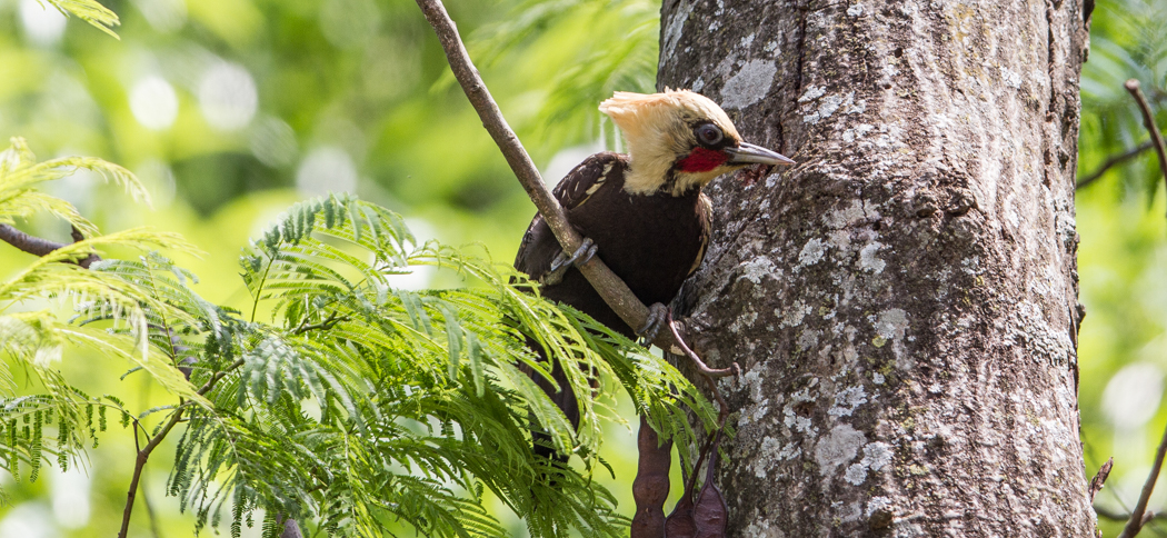 pale-crested_woodpecker