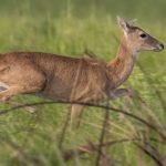 pampas_deer