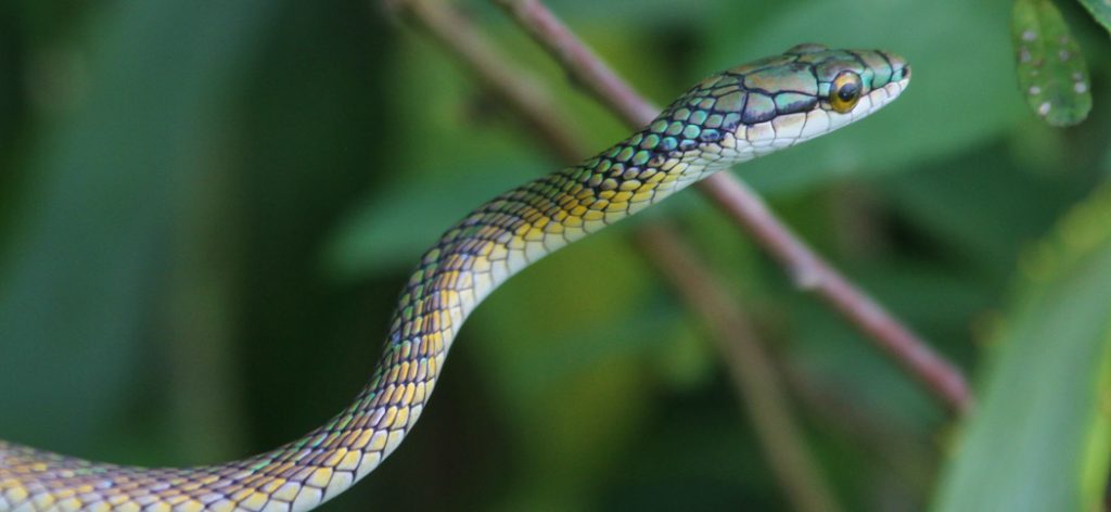 parrot_snake