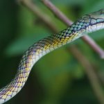 parrot_snake