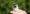pearly-vented_tody-tyrant