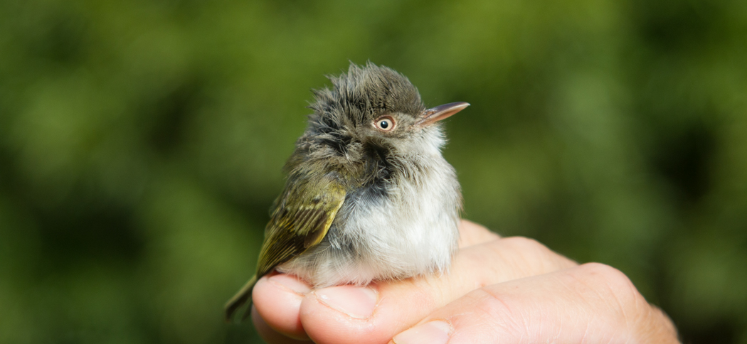 pearly-vented_tody-tyrant
