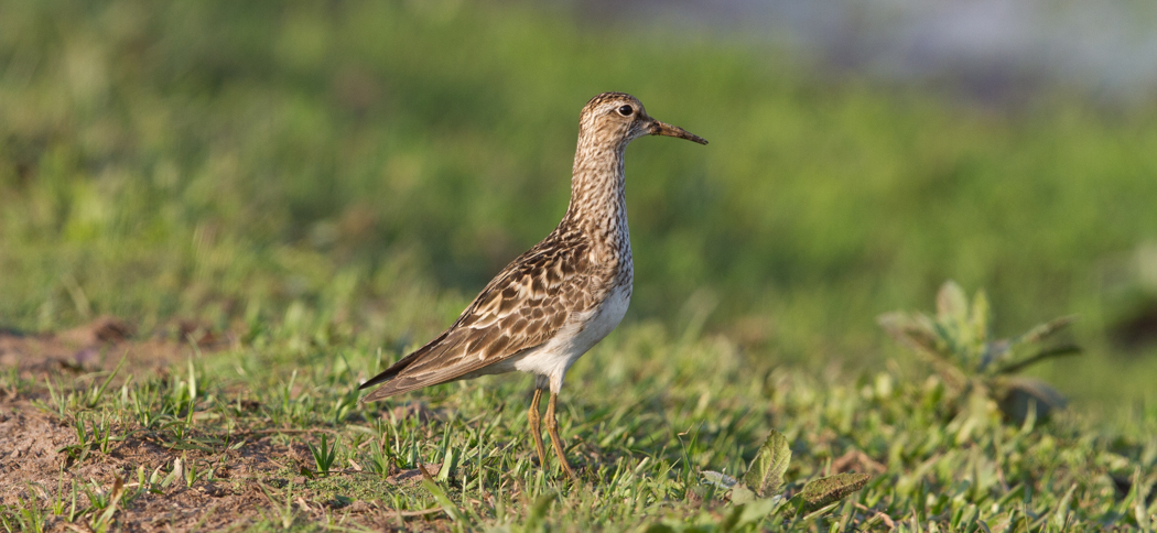 pectoral_sandpiper